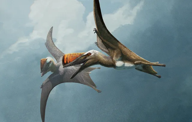 Life restoration of two Skiphosoura bavarica in flight. Credit by: Gabriel Ugueto.