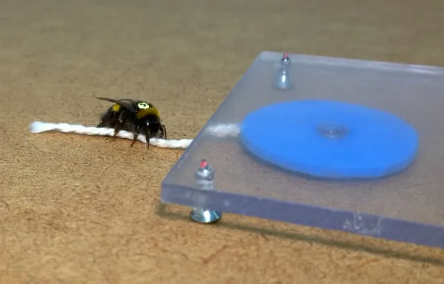A bumblebee pulling a string. Credit: Olli Loukola