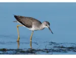 A picture of a Lesser Yellowlegs bird wading in the water