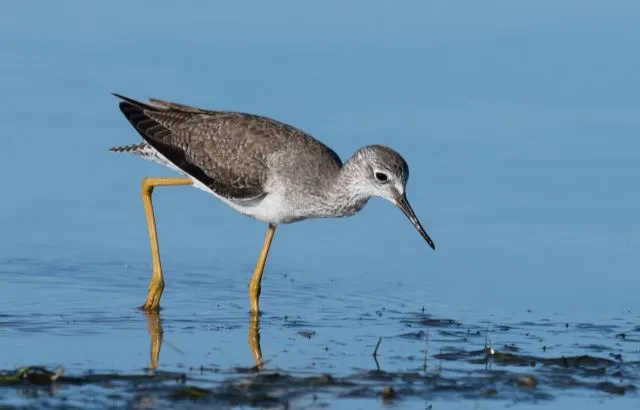 Lesser Yellowlegs by Russ