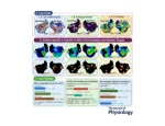 Journal of Physiology graphical abstract of Atrial Fibrillation