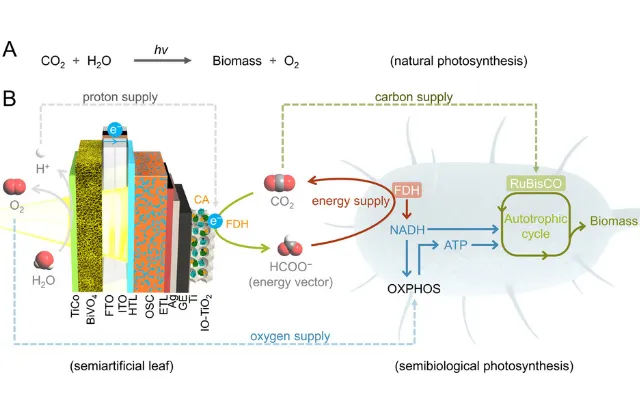 Image shows how solar power can be used to grow E Coli