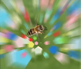 Image credit: Helga Heilmann, BEEgroup Wuerzburg