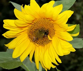 A bumblebee and honeybee © A. Jaithirtha