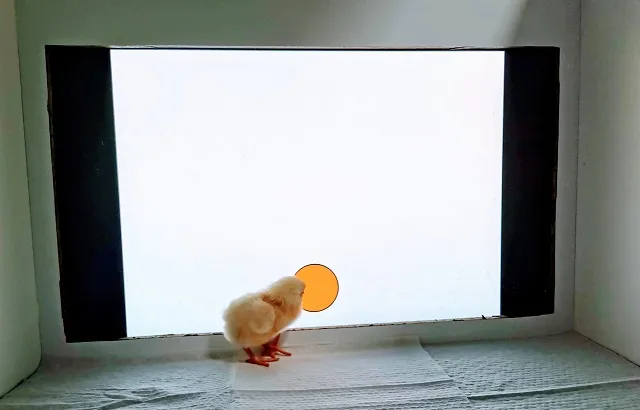 A chick near the stimulus. Credit by: Dr. Elisabetta Versace