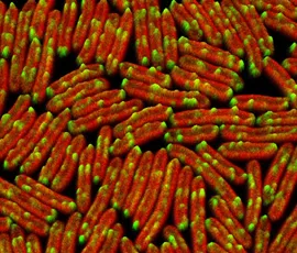 Cyanobacteria
