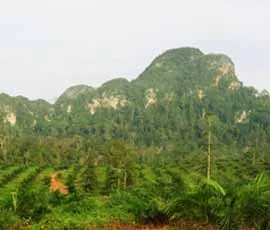 Oil palm plantations are having a devastating effect on biodiversity. Photo by Matthew Struebig.