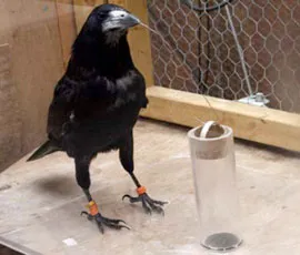 Rook using tools