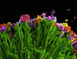 Kseniya Shuturminska's winning picture 'Bouquet'
