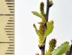 Close up of dwarf birch tree