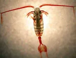 Calanus propinquus