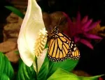 Curtis Horne and colleagues investigate the effects of seasonal warming on body size in insects and crustaceans