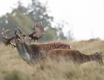 Fallow Deer