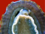 Researchers at Queen Mary have measured the mechanical properties of small sections of limpet teeth