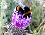 Male bumblebee feeding on a thistle flower