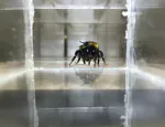 A bee drinking a droplet of sugar water. Photo: Clint J Perry