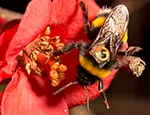 The public are urged to plant bee-friendly flowers now to attract one of the hundreds of QMUL tagged bees due to be released later this summer.