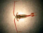 Calanus propinquus, one of the organisms investigated in this study © Pete Lens, British Antarctic Survey