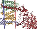 The human gamma-secretase protein complex solved by cryo-electron microscopy, containing nicastrin (red), presenilin-1 (orange), PEN-2 (blue), and APH-1 (green).(c) Opabinia regalis CC BY-SA 3.0