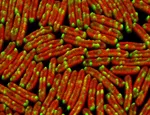 Cyanobacteria