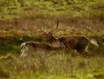 Photo of fallow deer taken by Dina El Tounsy-Garner
