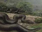 Titanoboa cerrejonensis © Jason Bourque, University of Florida