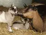 A mother and kid goat at White Post Farm. Photo taken by Dr Elodie Briefer.
