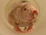 Naked Mole Rat © Chris Faulkes