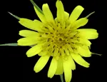 Tragopogon miscellus