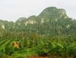 Oil palm plantations are having a devastating effect on biodiversity. Photo by Matthew Struebig.