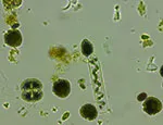 Phytoplankton from the mesocosm experiment. © Daniel Padfield