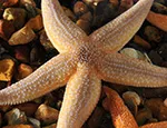 Common European starfish credit: Ray Crundwell
