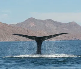 Blue whale (Image copyright Diane Gendron)