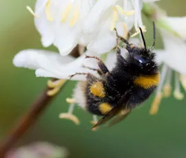 Bombus terrestris worker foraging for pollen on winter flowering honeysuckle (Credit: Dr Thomas Ings)