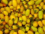 Tomatoes from Wild County Organics