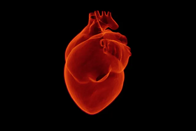 Heart