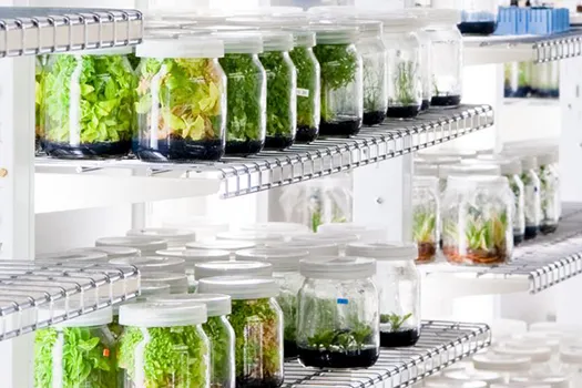 From Labs to Living Collections 