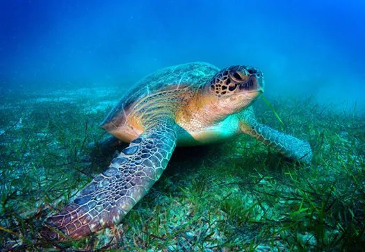 How Queen Mary Research is Helping to Conserve Species Worldwide