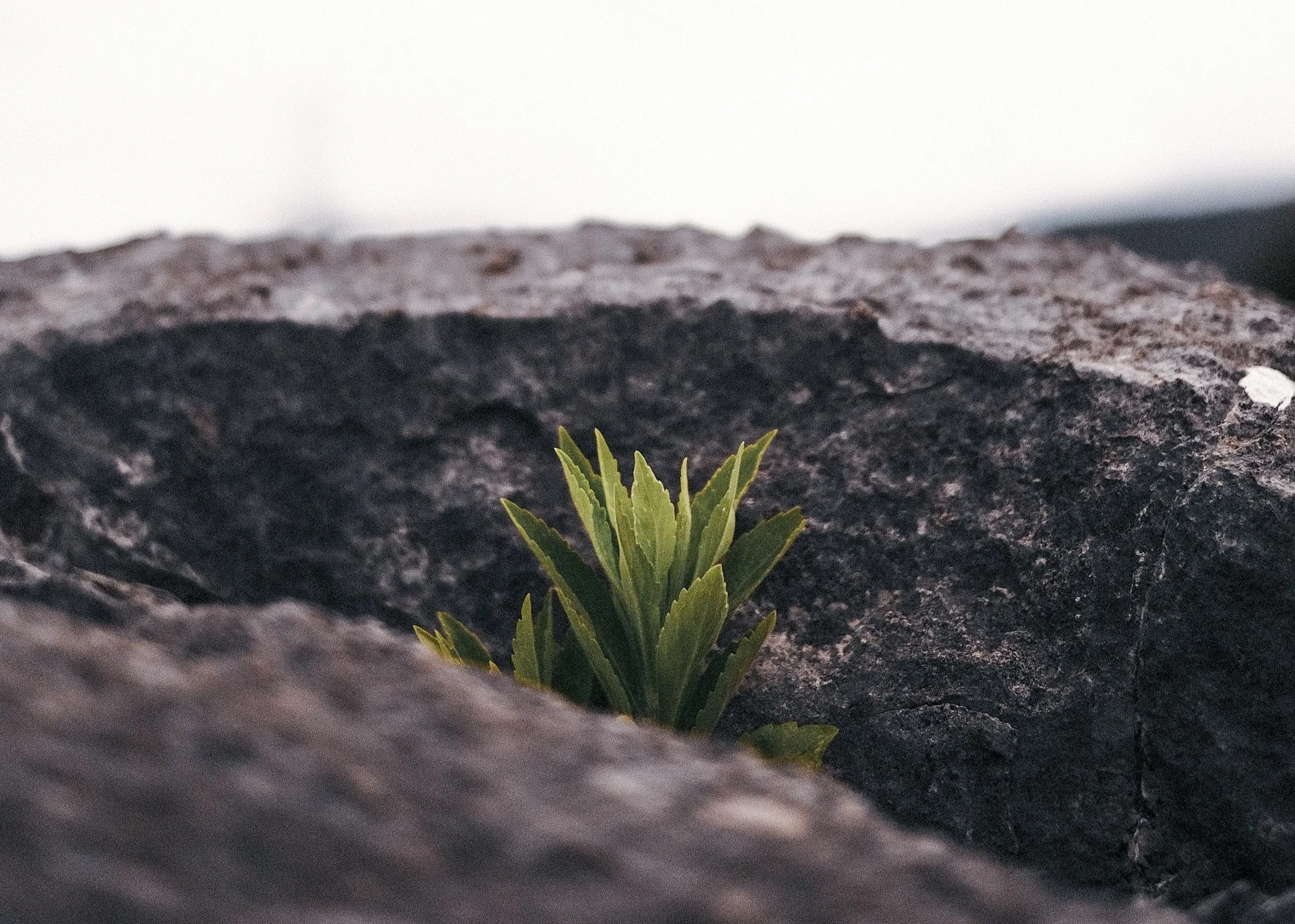 sprout from the rocks