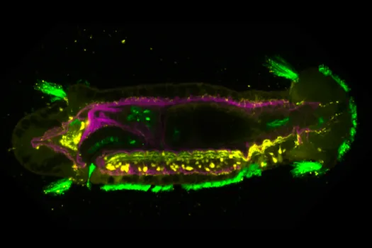 Comparative, Evolutionary, and Developmental Epigenetics