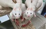 Chimeric-and-wildtype-mise-comparison