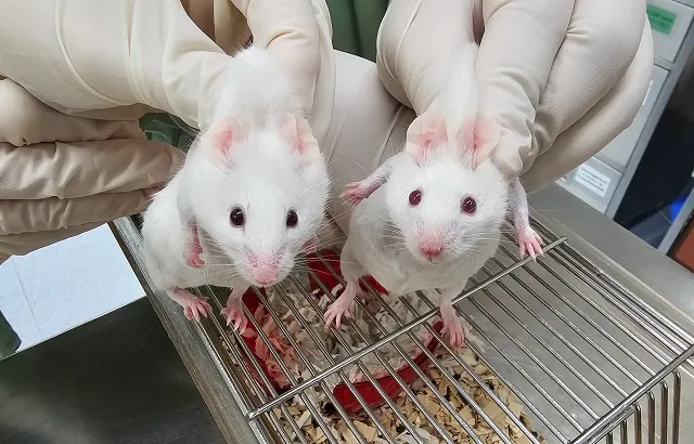 Chimeric-and-wildtype-mise-comparison