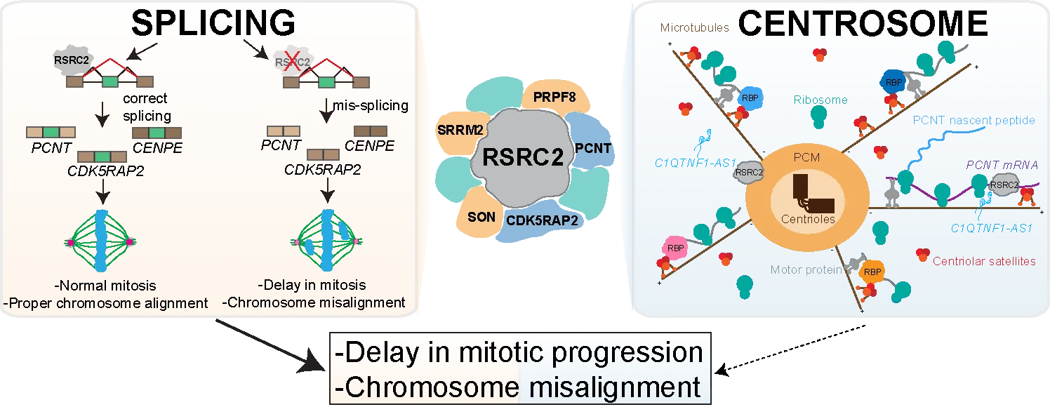 RNA and RNA-protein complexes