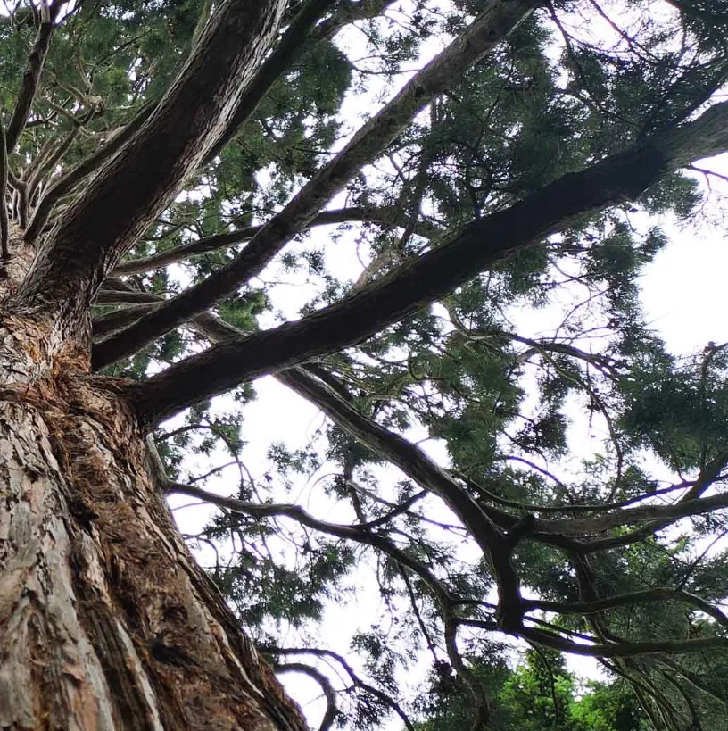 Daoism, cinema and wellbeing: Meditative Cinema