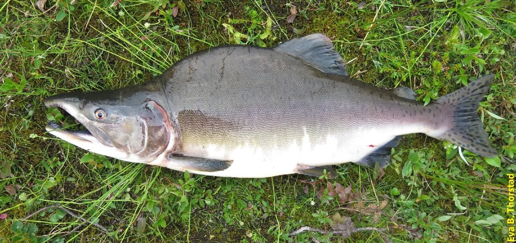 Pink Salmon specimen, copywrite Eva Thorstad