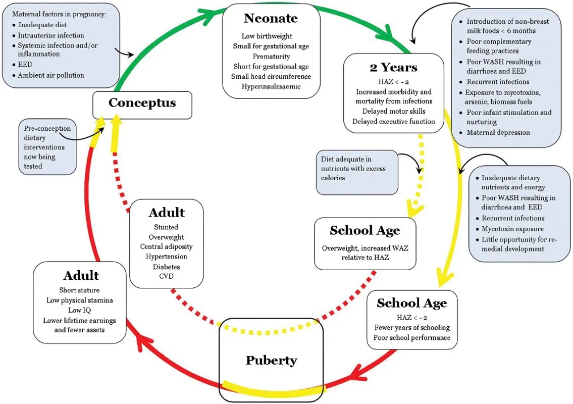 Stunting syndrome graphic