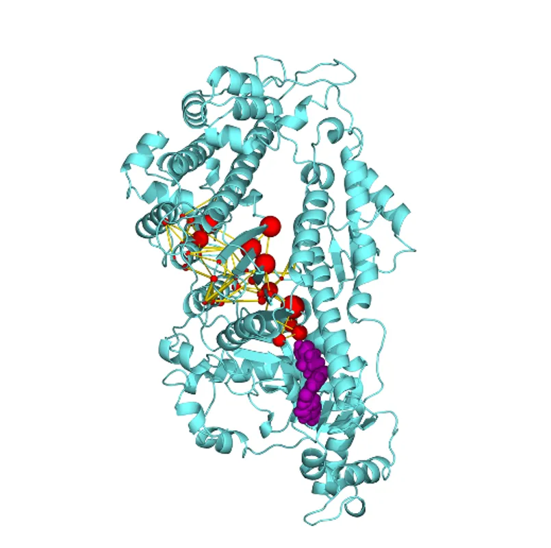 Allosteric modulation of cardiac myosin dynamics