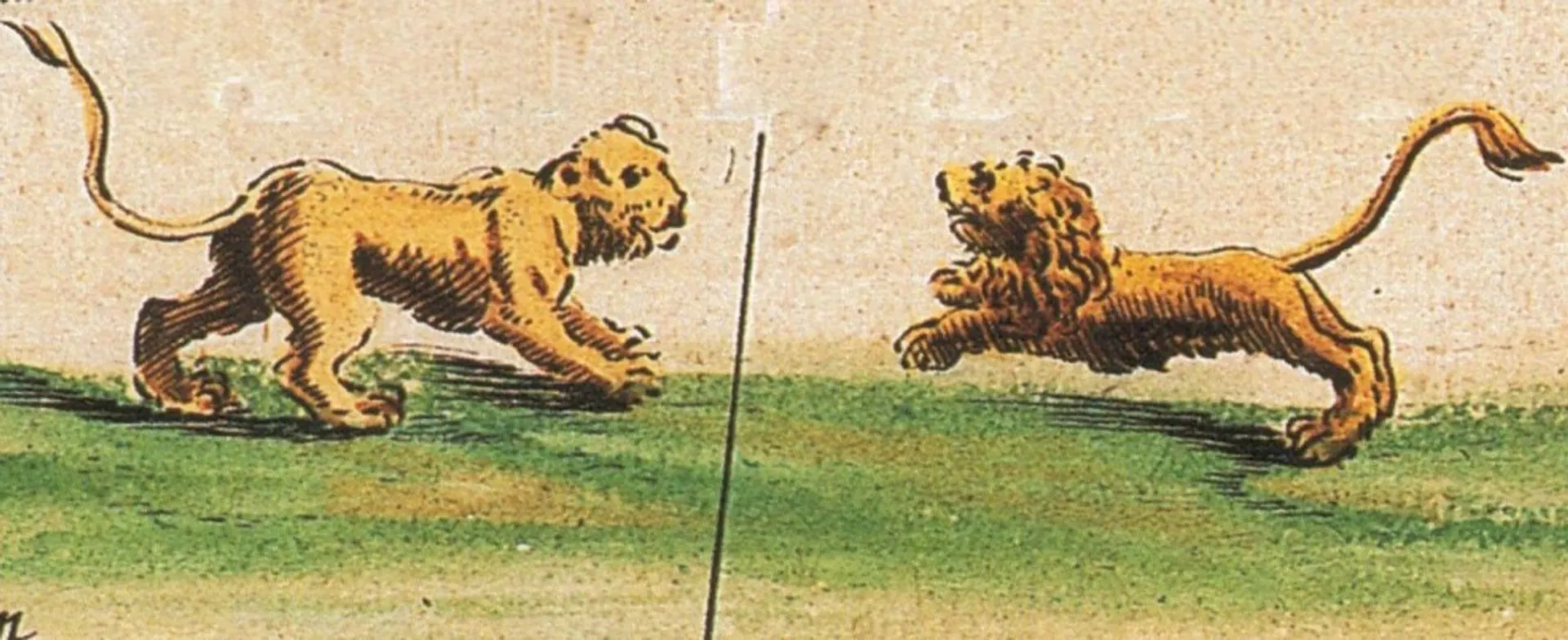 Image of fighting lions from early modern map
