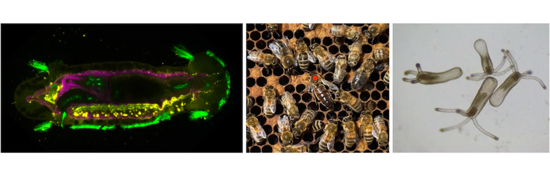 Images of a capitella larva, bees and cnidarians