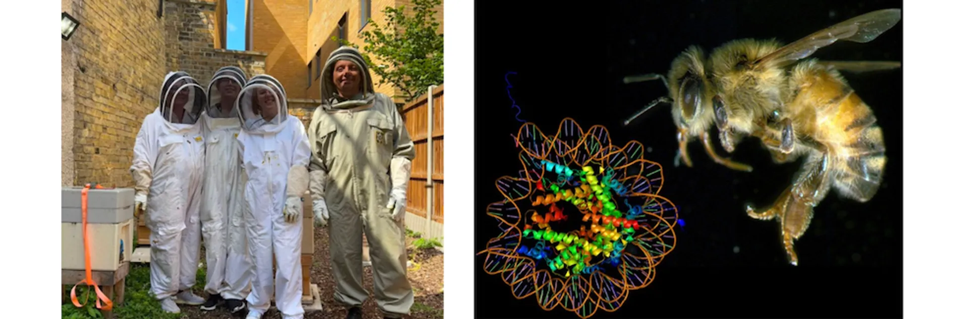 Photo of members of the Hurd lab next to a bee looking at a nucleosome structure